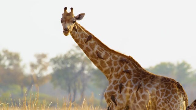 Close-up of three Northern Giraffes (Giraffa camelopardalis) in Botswana's savannah, Oxpeckers (Buphagus spp.) covering their bodies, feeding on parasites, highlighting symbiotic relationship. 