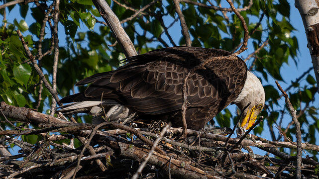 Bald Eagle feeding an eaglet
