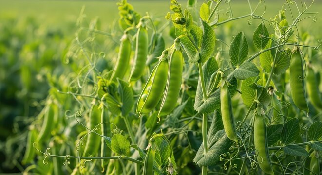 A vibrant close-up of lush green pea pods growing on delicate vines with curling tendrils under soft natural light in a vast summer field, pods, seasonal, crop
