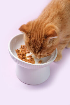 A tabby red kitten eats wet food from a bowl on purple background close-up.