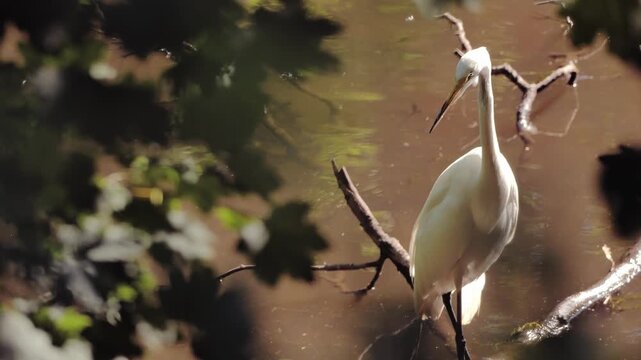 Great Egret (Ardea alba) in the thicket on the river bank