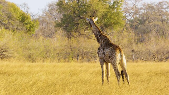 Majestic African Giraffe (Giraffa camelopardalis) strolls through the sun-drenched savannah of Botswana in slow motion, its gentle strides emphasizing its towering presence. Oxpeckers perch on its bac
