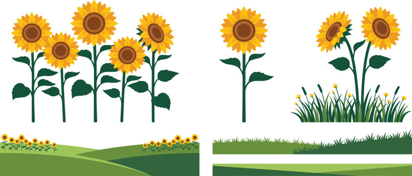 Sunflower Field and Meadow Vector Element Set with Blooming Yellow Flowers, Green Grass Borders, Hills, and Scenic Summer Landscape Graphics for Nature Design Backgrounds