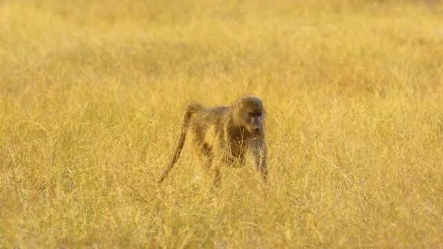 a baboon mother (Papio hamadryas) walks through the lush grass of Okavango Delta's Moremi Game Reserve, her infant clinging to her nipple as it nurses. 