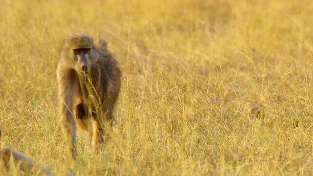 a baboon mother (Papio hamadryas) walks through the lush grass of Okavango Delta's Moremi Game Reserve, her infant clinging to her nipple as it nurses. 