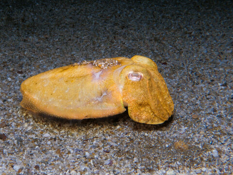 Yellow cuttlefish from the Mediterranean Sea