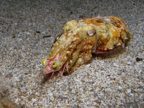 Cuttlefish eating a shrimp