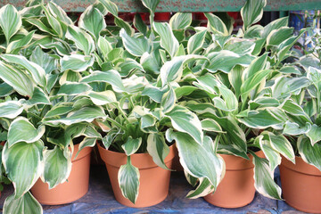 Hosta, plantain lilies leaf plant on pot in farm © CMYK MAKER
