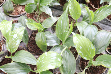 Hosta, plantain lilies leaf plant on pot in farm © CMYK MAKER