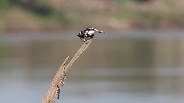 Pied Kingfisher, Ceryle rudis, perching on tree branch in nature, black and white kingfisher with short, bushy crest and glossy dark bill, often hovers over water when seeking prey, waterside habitat