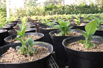 Hosta, plantain lilies leaf plant on pot in farm © CMYK MAKER
