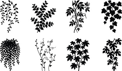 Hanging Vine Plant Silhouette Collection with Climbing Botanical Leaves Black Vector Set © Mst Amina