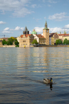 A mallard duck glides across the calm ripples of the Vltava River, with the beautiful skyline of historic Prague behind it.