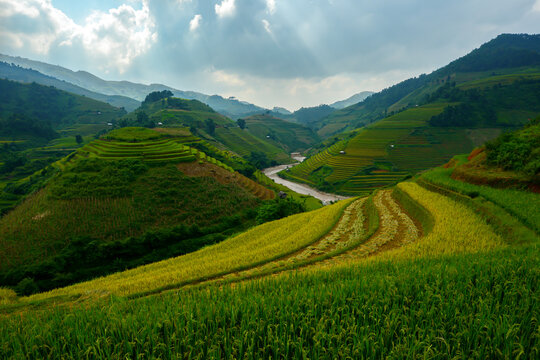 Rice Terraces in Mountains: Lush green rice terraces cascade down the rolling hills of a majestic mountain landscape, with a winding river reflecting the cloudy sky, creating a breathtaking panorama.