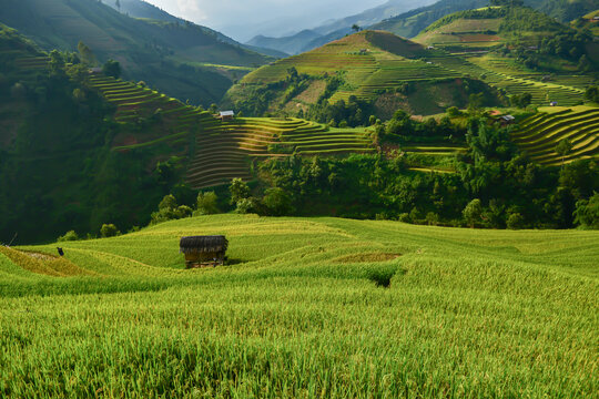 Rolling Hills of Serenity: Verdant rice terraces cascade down lush green hills, dotted with traditional farmhouses, under a soft, ethereal sky.
