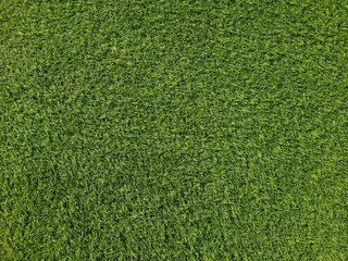 Fototapeta premium Top view of lush green grass lawn texture with mowing stripe pattern, natural background