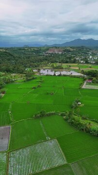 Vertical 4K Aerial Drone View of Lush Green Rice Fields and Rural Landscape in Indonesia