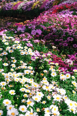 Fototapeta premium Colorful daisy and pink flower garden in sunlight