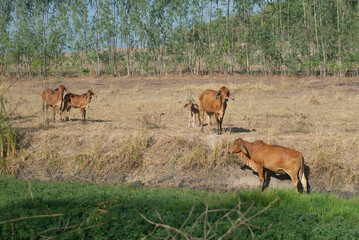 Naklejka premium Cattle herds graze freely in pastures along the edge of a pond.