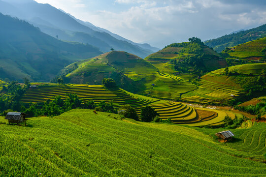 Vibrant Terraced Rice Paddies: Lush, green terraced rice paddies cascade down rolling hills, creating a stunning landscape of agricultural artistry under a soft, diffused light.
