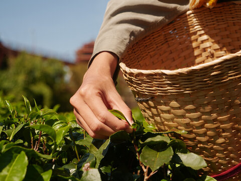 Hands harvest Green tea tree leaves field Fresh young tender herbal in farm. Farmer basket Green tea tree plant camellia sinensis organic farm. Close up hands picking Tree tea plantations mountain