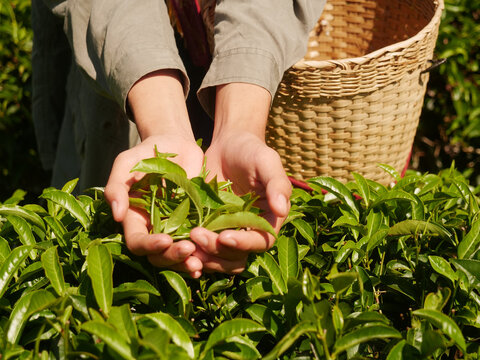 Hands harvest Green tea tree leaves field Fresh young tender herbal in farm. Farmer basket Green tea tree plant camellia sinensis organic farm. Close up hands picking Tree tea plantations mountain