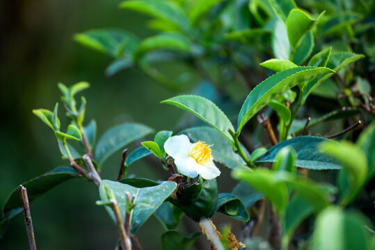 Green tea tree in farm. fresh Green tea tree Flower leaves in eco herbal farm. Drinking organic relax heath plant. Green tea tree leaves field Fresh young tender bud herbal in farm on summer