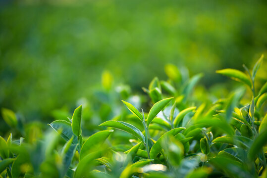 Green tea tree leaves camellia sinensis in organic farm sunlight. Fresh young tender bud herbal farm on summer morning. Sunlight Green tea tree plant. Close up Tree tea plant green nature in morning