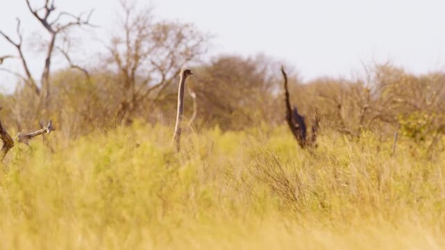 Tall yellow grass sways gently in the breeze, concealing all but the long, slender neck of a Common Ostrich (Struthio camelus) in Khwai, Moremi Game Reserve. 