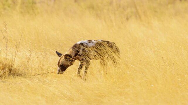 In the heart of the Okavango Delta, an African Wild Dog (Lycaon pictus) rests tranquilly in a sea of vibrant yellow grasses, its weary body relaxed in the warm sunlight. 