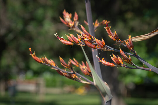 Red Harakeke Flower in Bloom. New Zealand Flax. phormium tenax. Phormium Cookianum.