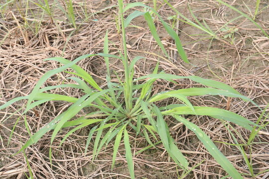 Johnson grass, Sorghum halepense flower plant