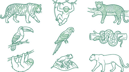 Fototapeta premium Hand Drawn Tropical Wildlife Animal Illustration Set Featuring Tiger Monkey Leopard Toucan Parrot Snake Sloth Frog and Panther Vintage Vector Collection