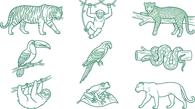 Hand Drawn Tropical Wildlife Animal Illustration Set Featuring Tiger Monkey Leopard Toucan Parrot Snake Sloth Frog and Panther Vintage Vector Collection