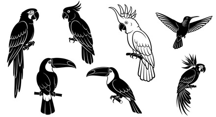 Black and white illustration of various exotic birds © Kamola