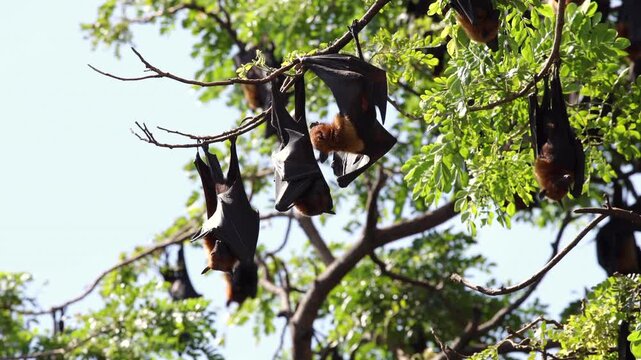 bat hangs beneath tree branches in warm morning backlight, revealing translucent wings and golden fur, tropical fruit bat rests quietly among sunlit green leaves, daytime bat on tree