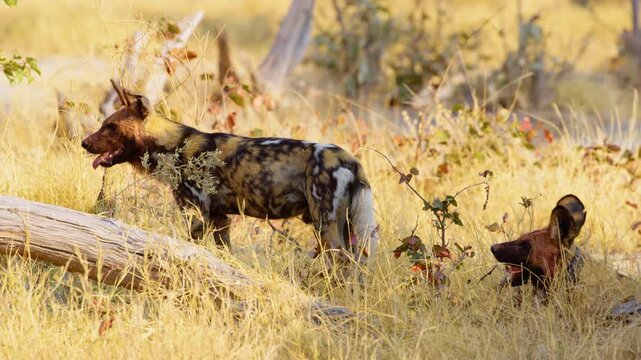 African Wild Dog grips prey's leg in its jaws, blood smeared on its face, in Moremi Game Reserve. This intense moment captures the wild dog's fierce hunting prowess and tenacious grip. 