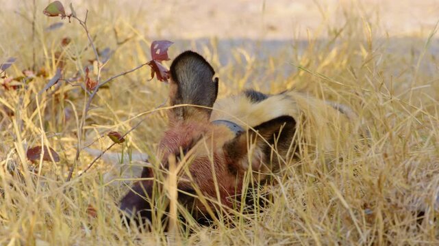 African Wild Dog pants contentedly after devouring prey in the Okavango Delta, revealing flesh stuck in its teeth. Its tracking collar visible around its neck. 