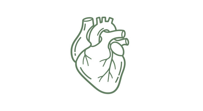 Anatomical Illustration of Human Heart Structure.