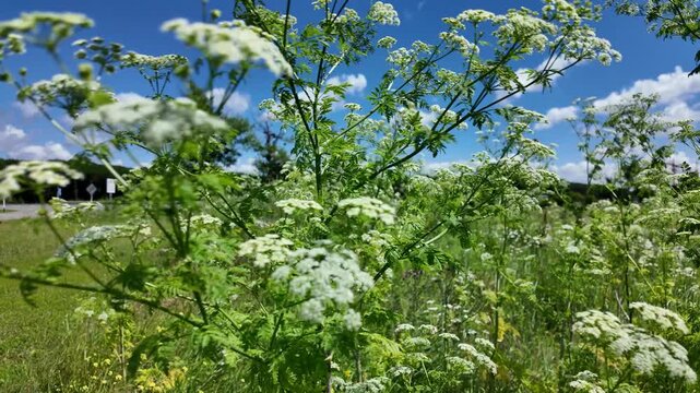 Wildflowers grow in a field under a blue sky with clouds on a sunny day in summer season