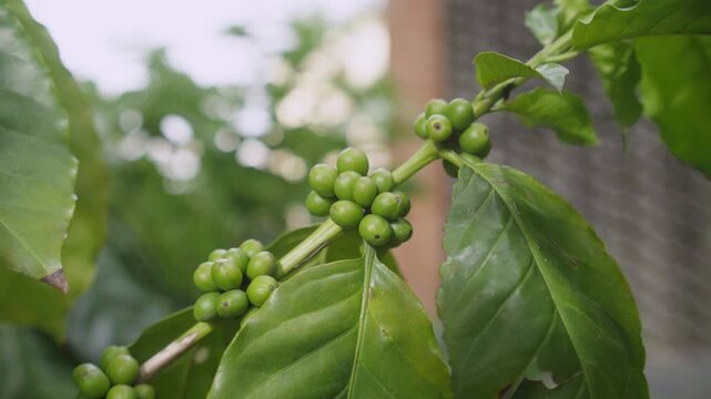 Close-up video of unripe green coffee cherries growing on branches with green leaves in a tropical coffee plantation, gently swaying in a breeze. Natural coffee farming and cultivation concept.