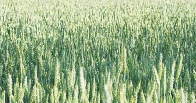 Elite green wheat ears pattern during milk dough stage filling with juice, premium crop background and farming analytics video