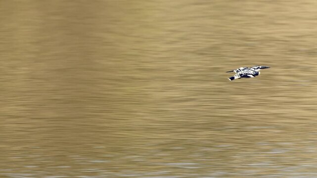 A Pied Kingfisher, Ceryle rudis, flying low over the water, with a panning shot following its movement, panning shot of a Pied Kingfisher skimming the water