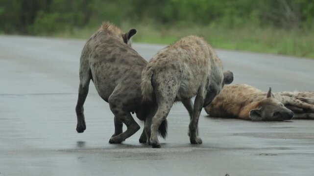 Funny interaction as two spotted hyenas are playing with a stick in the tar road while a female is suckling her cub in the background, Kruger National Park. Medium shot.