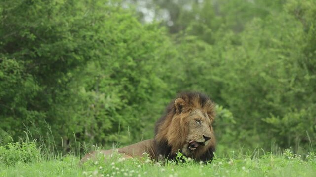 A low-angle view of a male lion lying in lush green grass turning his head and looking to the side with alert but relaxed awareness on a windy day in Kruger National Park, South Africa.