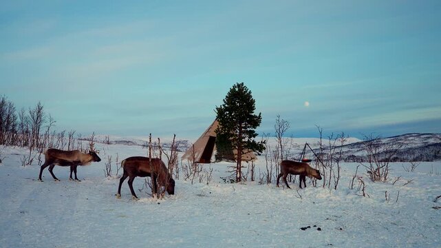 Herd of reindeer feeding in snowy landscape next to traditional Sami lavvu tent with mountains in background in Tromso, Norway. Copy space