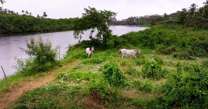 White horses grazing beside Rio Piedras amid lush vegetation in Los Naranjos, drone aerial dolly as they troy and walk away