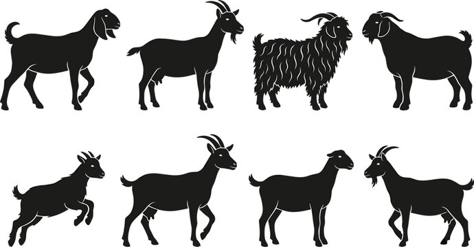 Domestic Goat Breed Silhouette Vector Set Featuring Boer Angora Nubian Saanen Alpine and Little Kid Farm Animal Icons