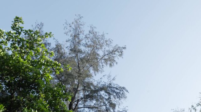 Static low-angle shot focusing on the silhouette of a tall pine tree set against a clear blue sky, emphasizing verticality and park nature