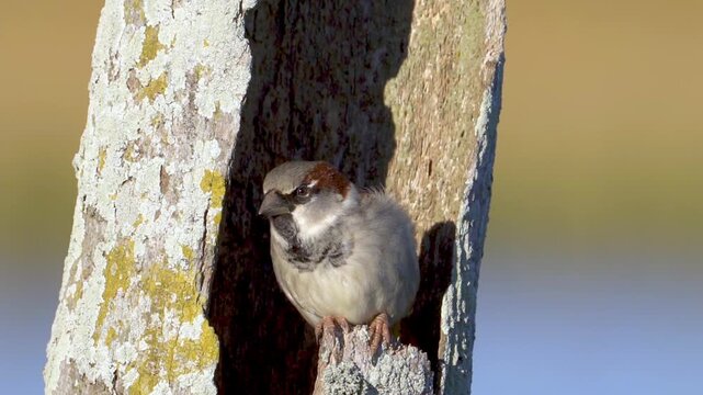 House sparrow rests in a rough tree cavity, feathers fluffed in warm sunlight against a soft pastel background, useful for wildlife or bird behavior content.